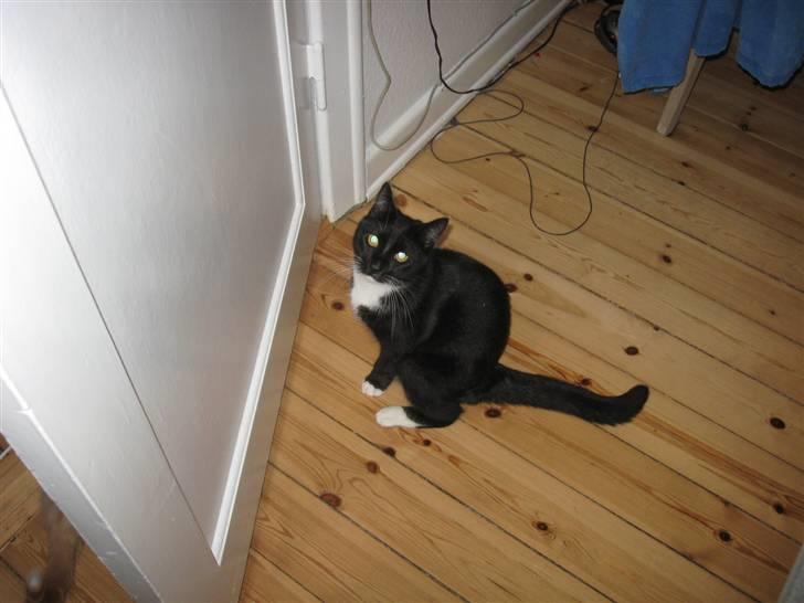 Huskat Goa (død) billede 11