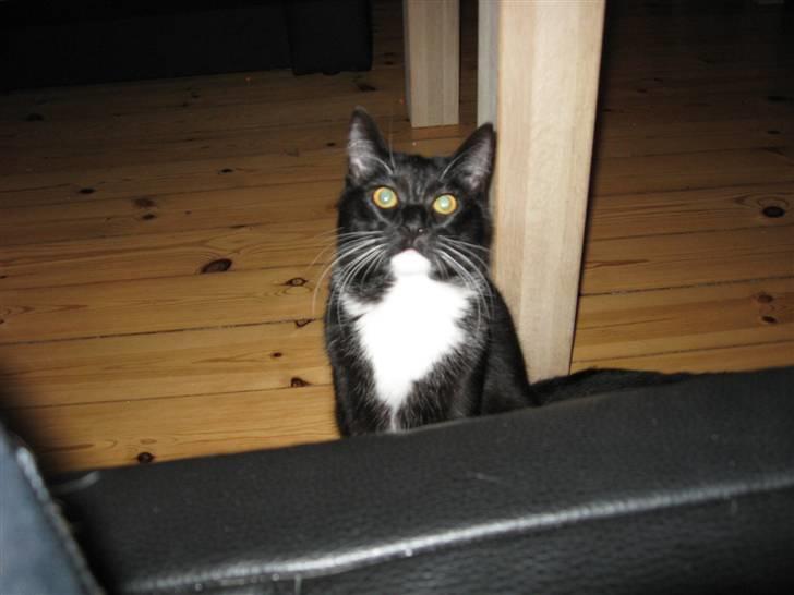 Huskat Goa (død) billede 12