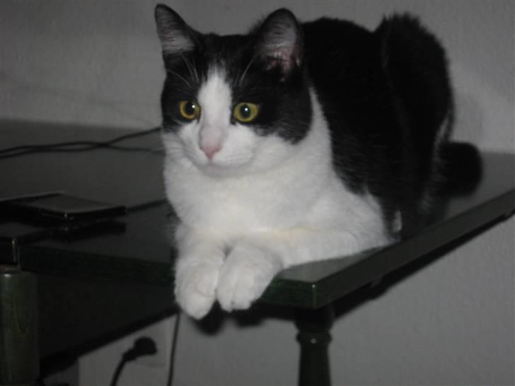 Huskat Gigi d'Agostino (død) billede 14