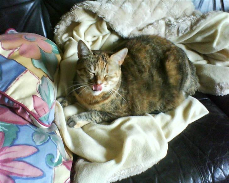 Blanding af racer Pjevs billede 19