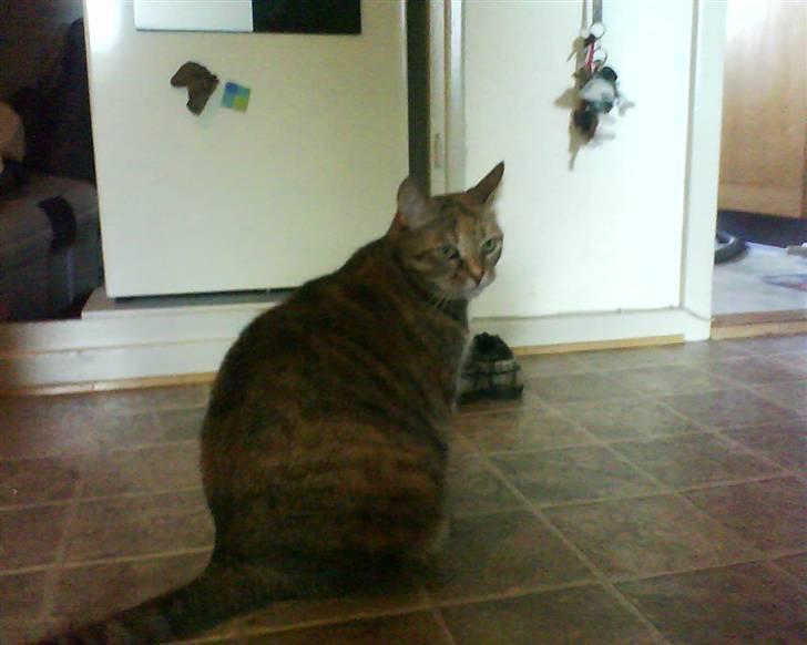 Blanding af racer Pjevs billede 20