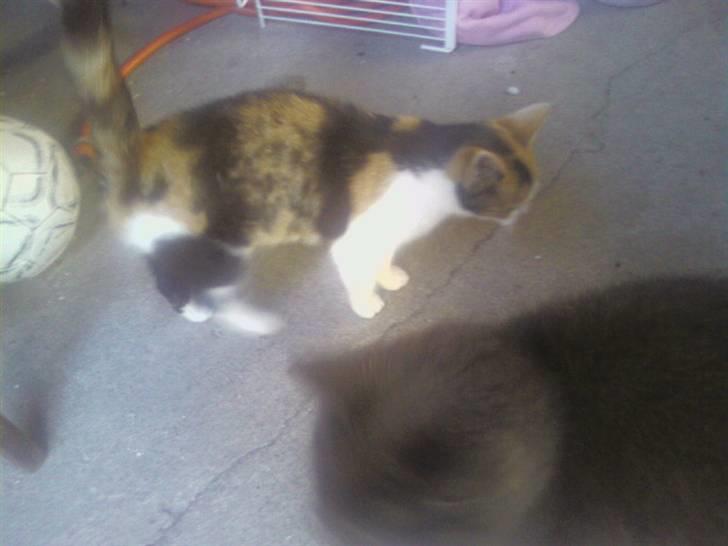 Huskat Frida billede 3