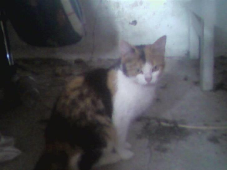 Huskat Frida billede 4