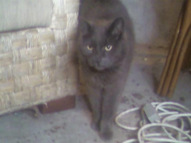 Blanding af racer Nulle billede 5