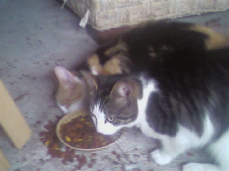 Huskat Frida billede 5