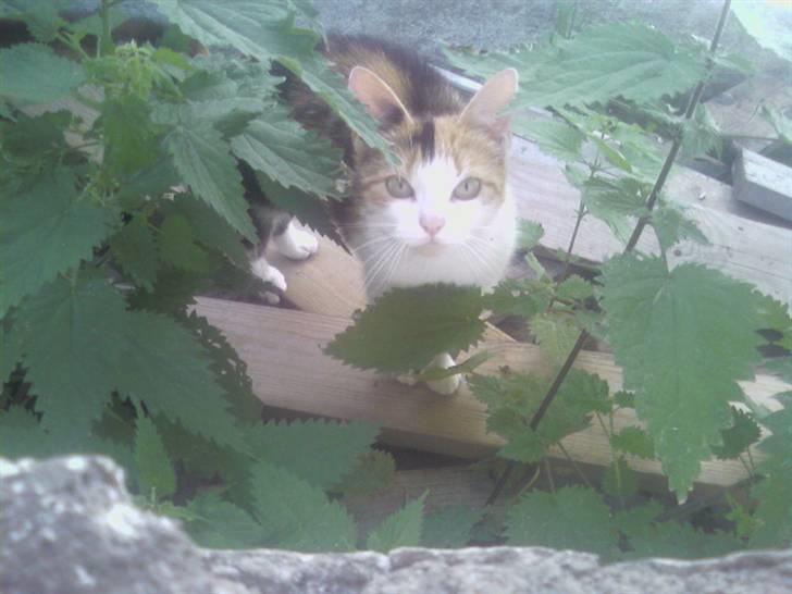 Huskat Frida billede 6