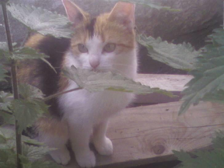 Huskat Frida billede 7