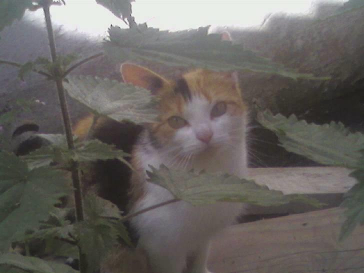 Huskat Frida billede 8