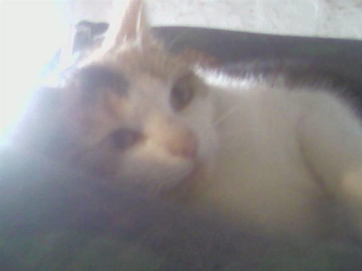 Huskat Frida billede 9