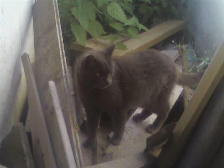 Blanding af racer Nulle billede 6