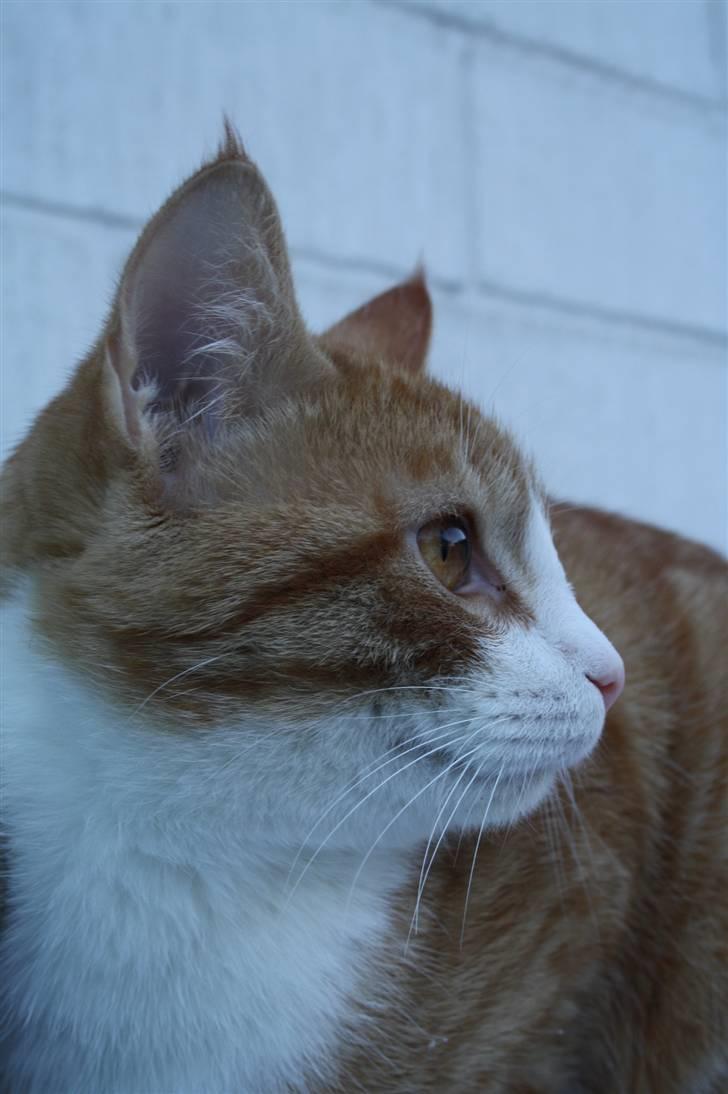 Huskat google billede 16