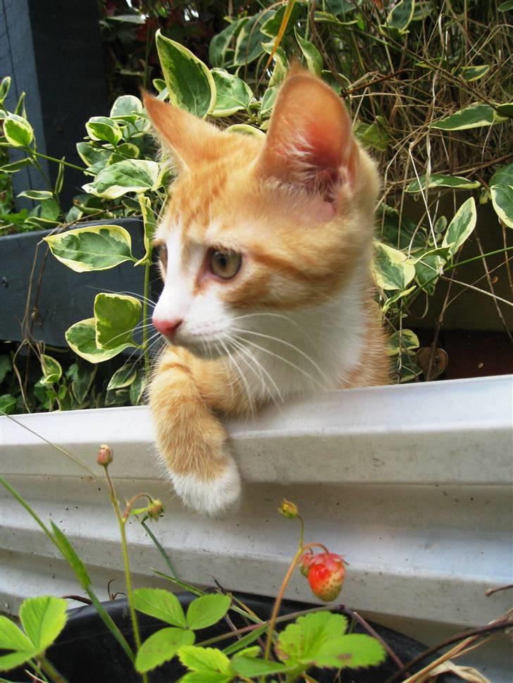 Huskat google billede 17