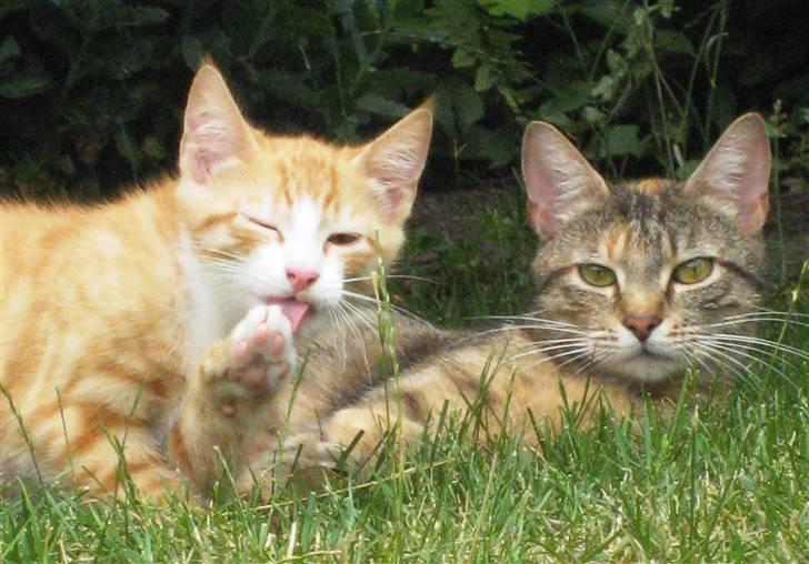 Huskat google billede 18