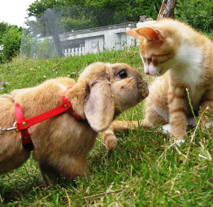 Huskat google billede 19