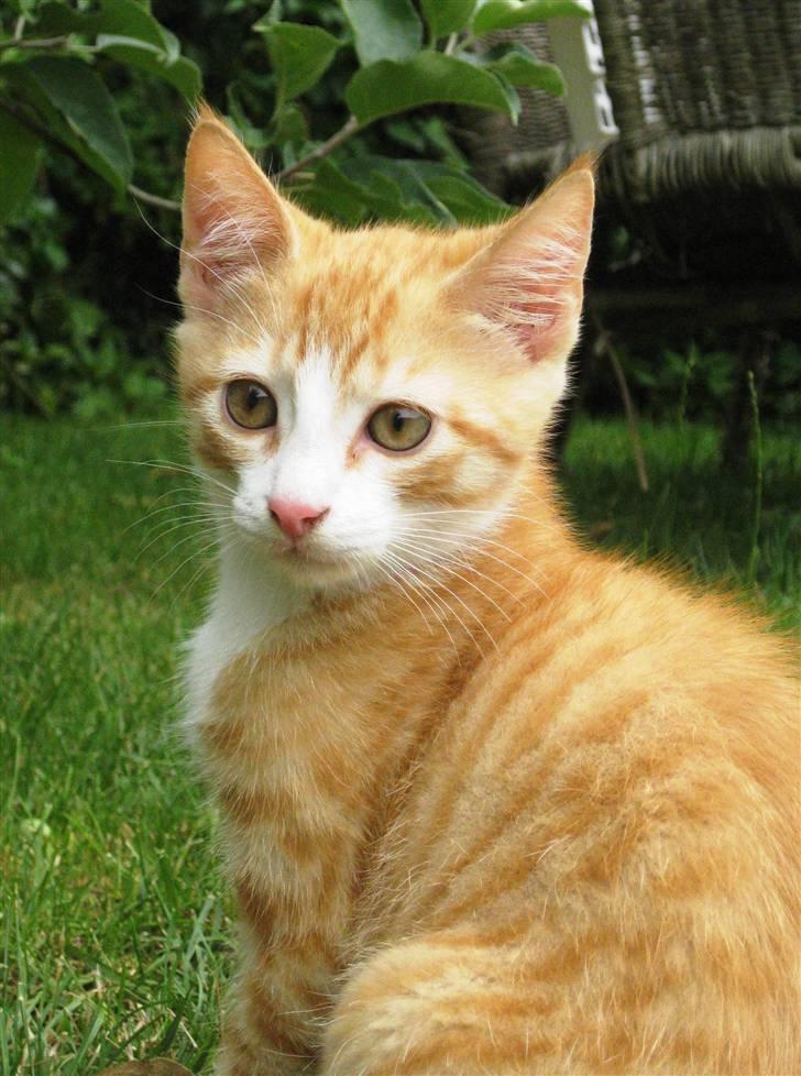 Huskat google billede 20