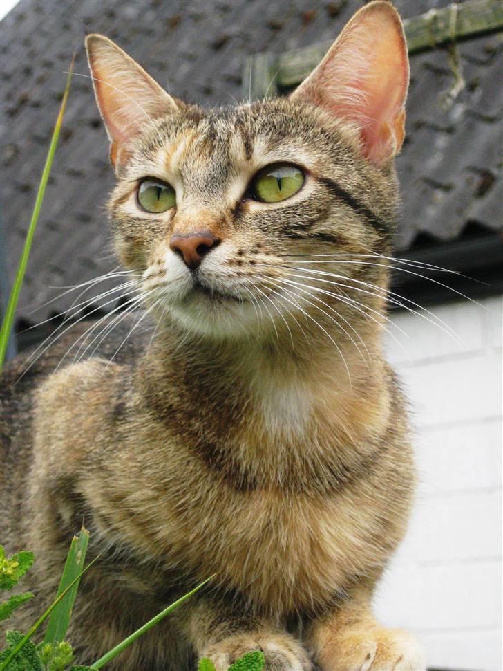 Huskat frida billede 18