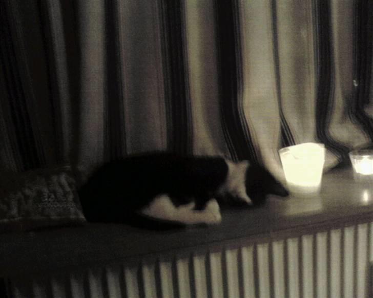 Huskat Mille [: billede 13