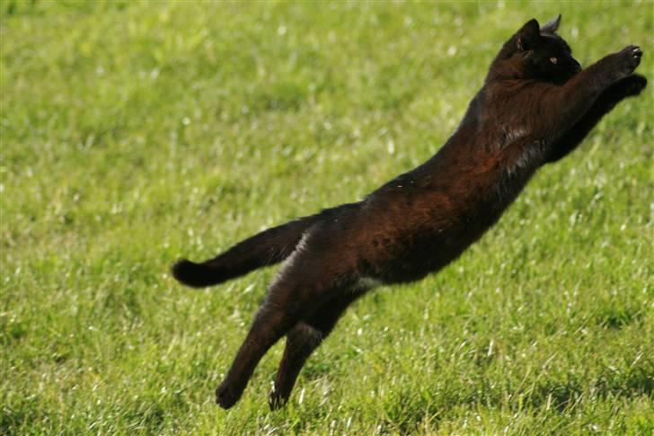 Huskat Otto - flyvemis : D billede 13