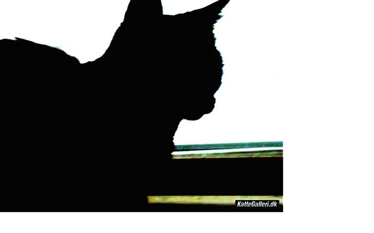 Huskat Nunu - farvel og tak billede 16