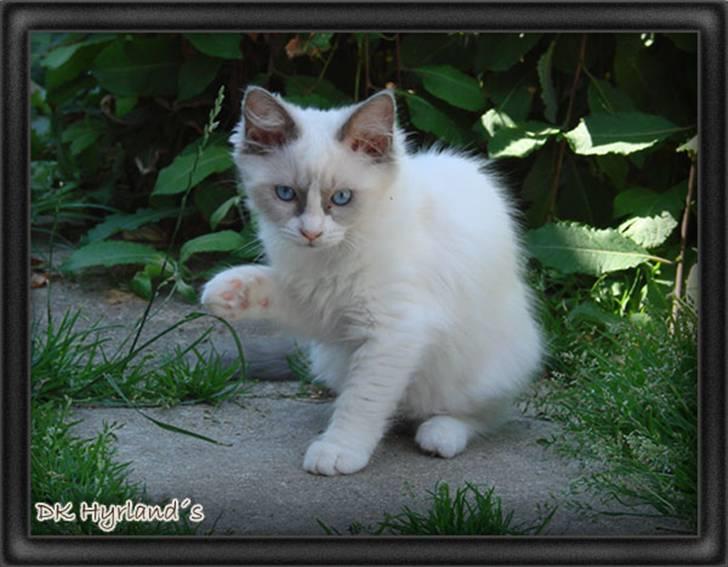 Ragdoll Shimmer billede 10