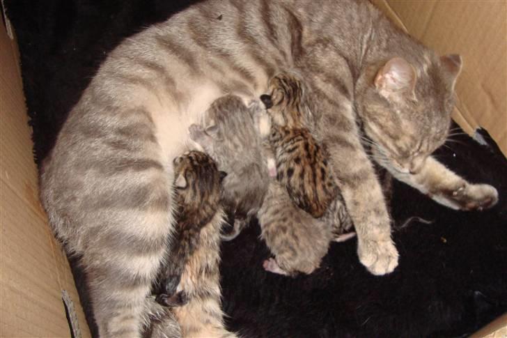 Huskat Mille - killingerne igen. billede 15