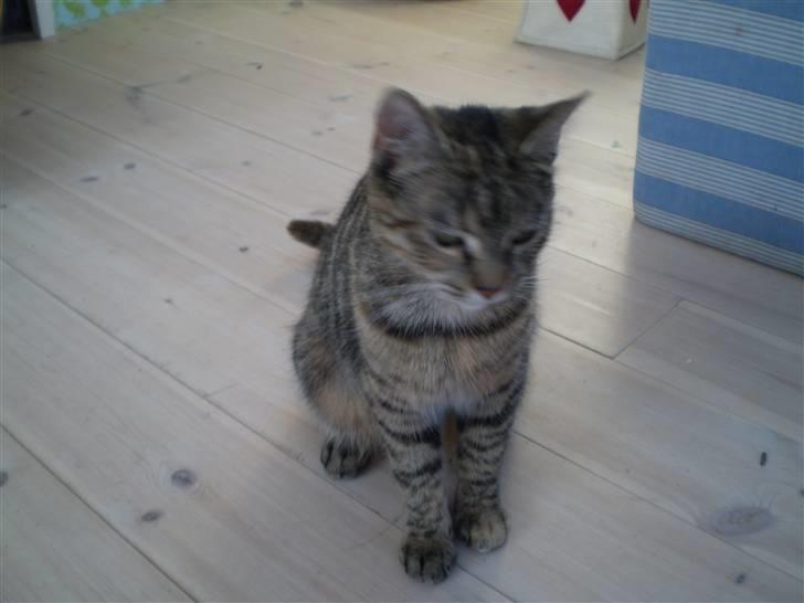 Huskat Luna - kig på mig:´)<´33 billede 15