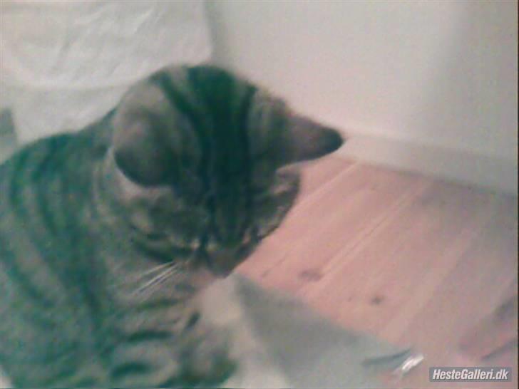 Huskat Miv  - Wow en flue , hjælp hva skal jeg gøre , jeg ved det .. !  stir ondt på den , så falder den nok af skrak :D billede 10
