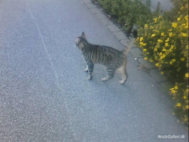 Huskat Miv  - Miv på gå tur :D billede 11