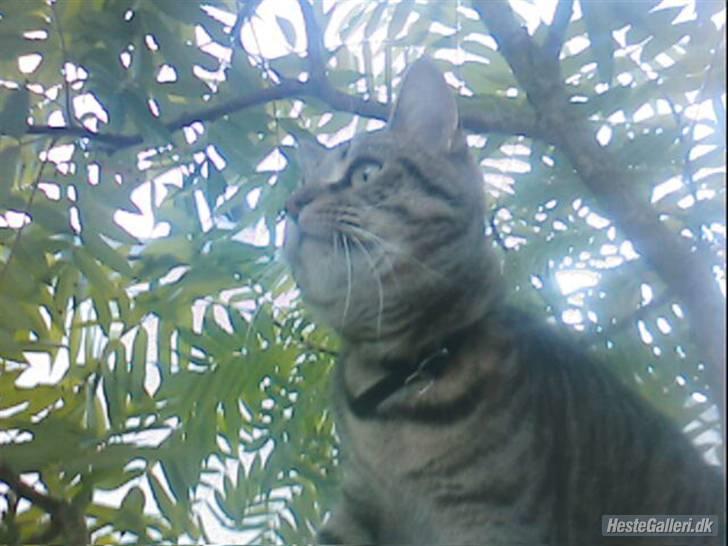 Huskat Miv  - "jeg kan se noget" :D billede 12
