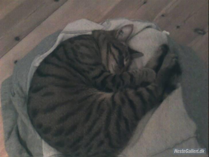 Huskat Miv  - sove :D billede 13