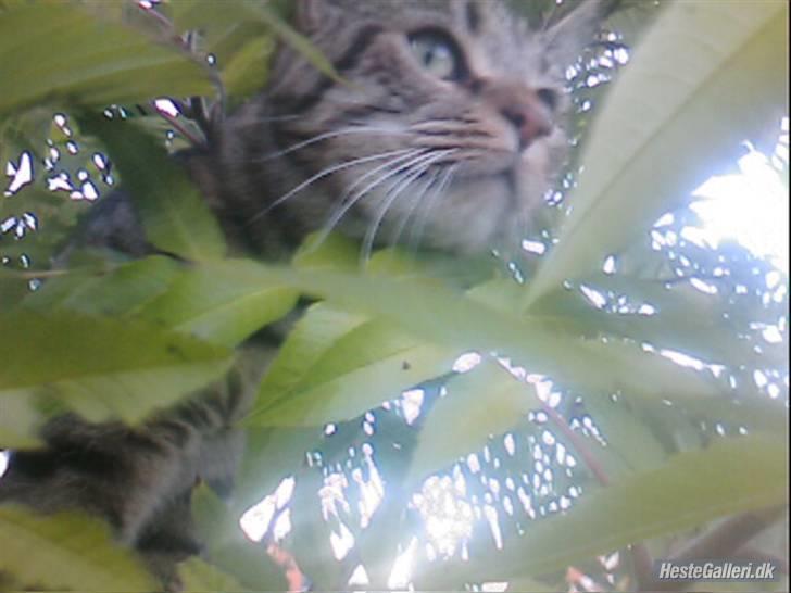 Huskat Miv  - Weee billede 14