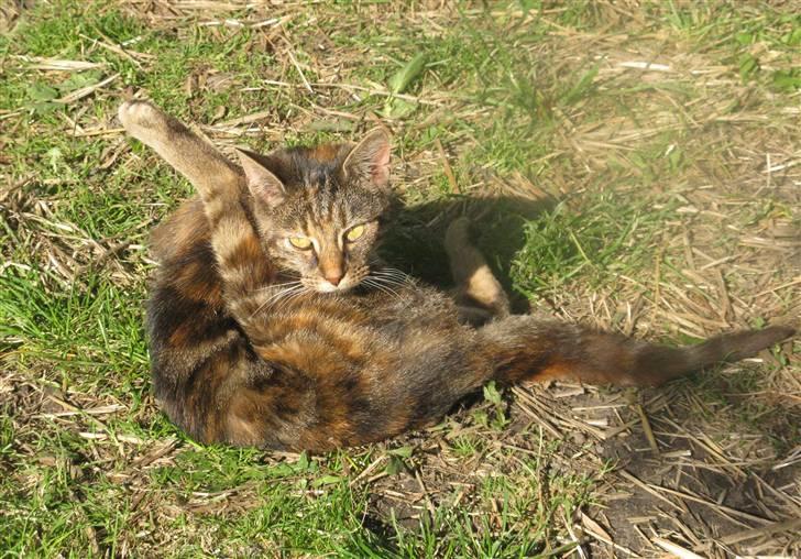 Huskat Vilddyret † R.I.P † billede 8