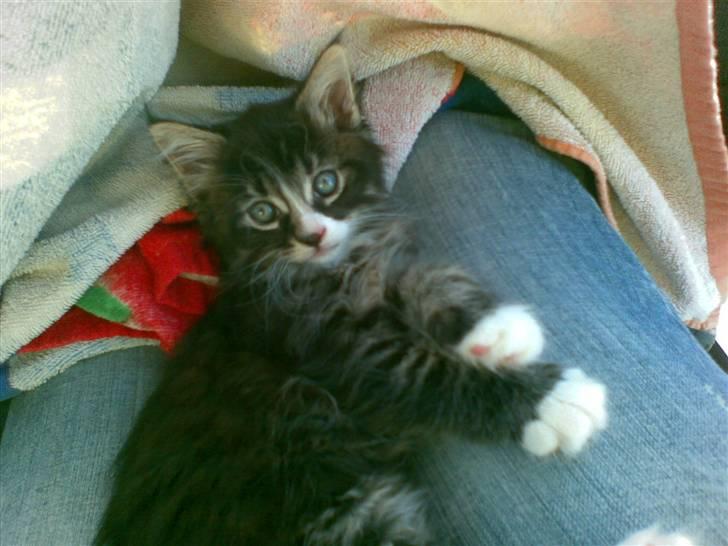 Maine Coon Twinto billede 1