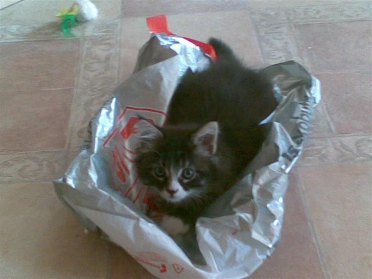 Maine Coon Twinto billede 2