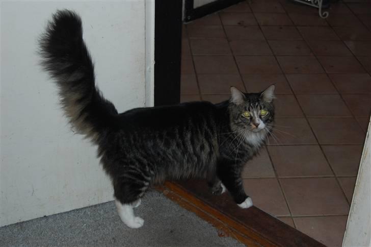 Maine Coon Twinto billede 3