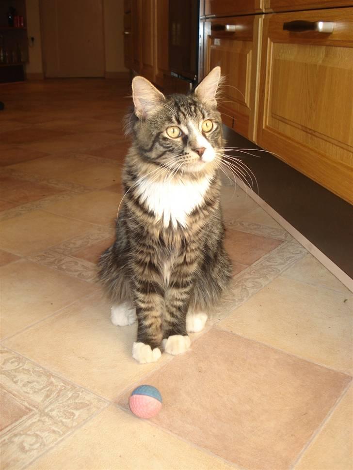 Maine Coon Twinto billede 4