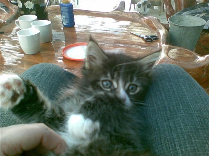 Maine Coon Twinto billede 5