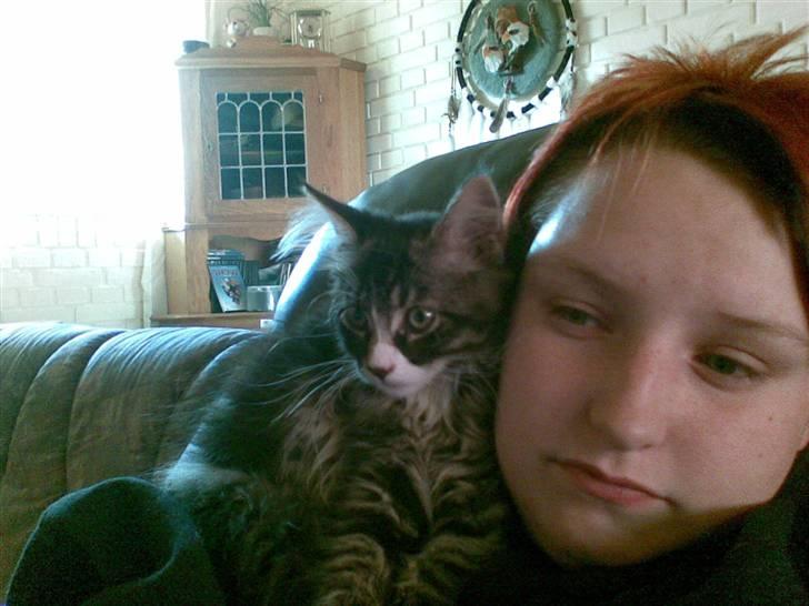 Maine Coon Twinto billede 6