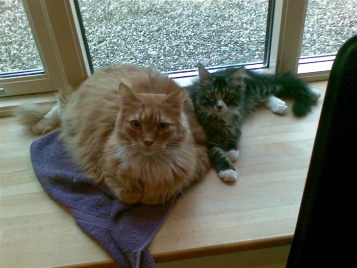 Maine Coon Twinto billede 7