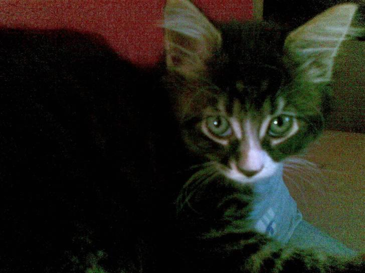 Maine Coon Twinto billede 8