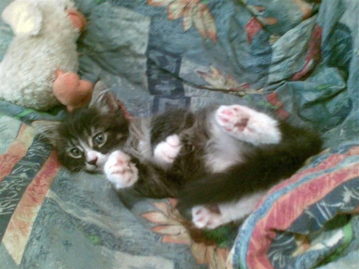 Maine Coon Twinto billede 9