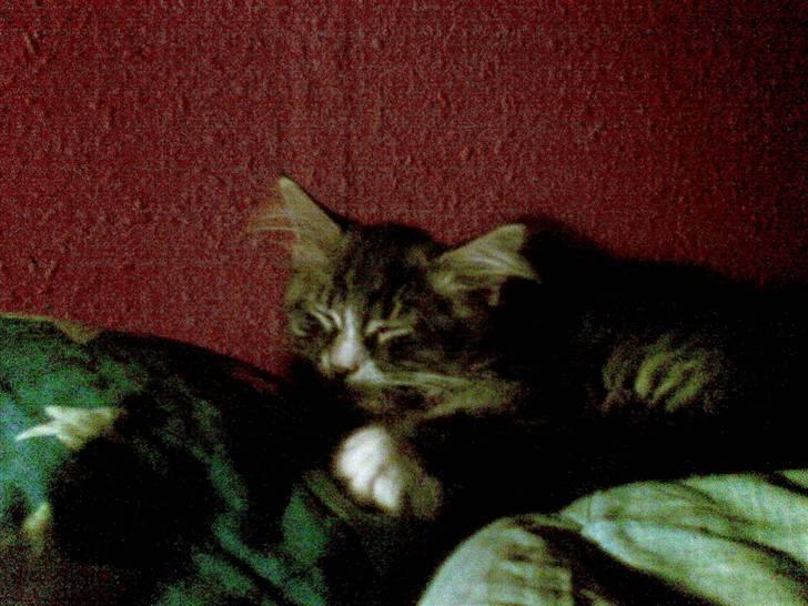 Maine Coon Twinto billede 10