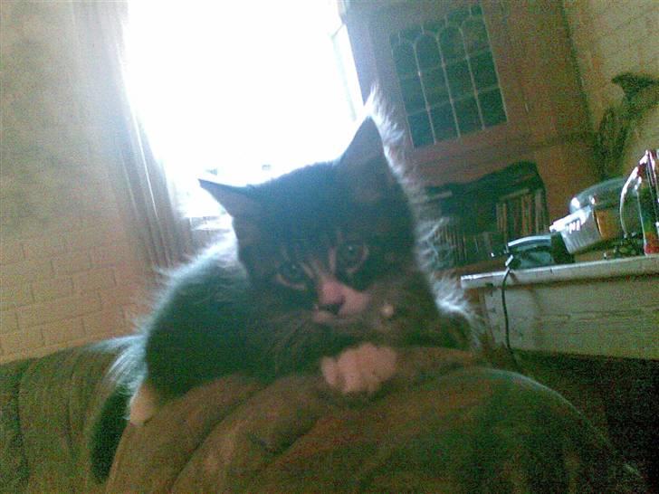 Maine Coon Twinto billede 11