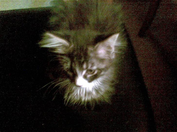 Maine Coon Twinto billede 12