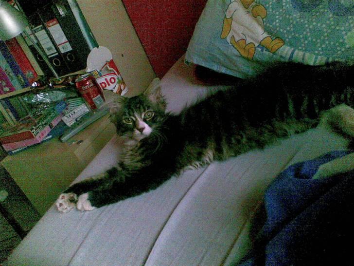 Maine Coon Twinto billede 13