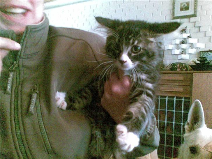 Maine Coon Twinto billede 14