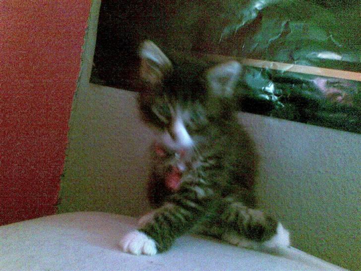 Maine Coon Twinto billede 15