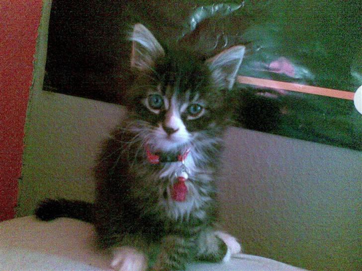 Maine Coon Twinto billede 16