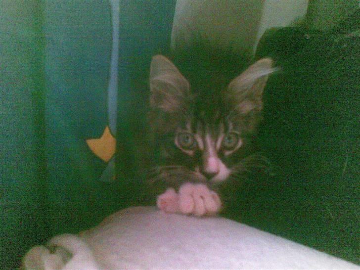 Maine Coon Twinto billede 17