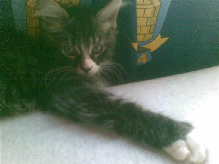 Maine Coon Twinto billede 18